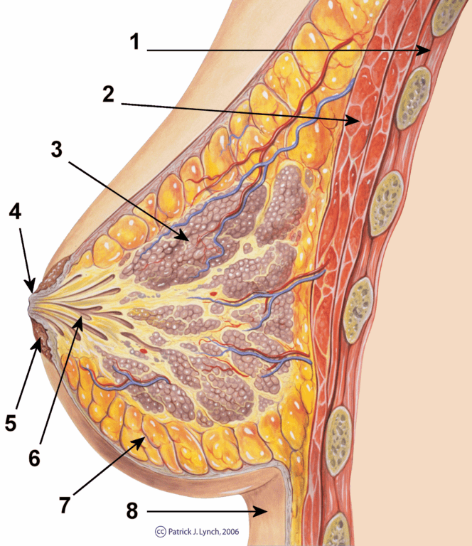 Schéma détaillé de l'anatomie d'un sein