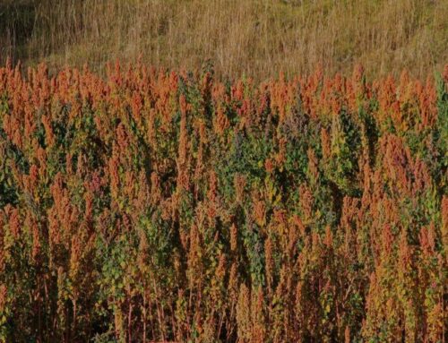 Quinoa : la graine à croquer aux propriétés méconnues