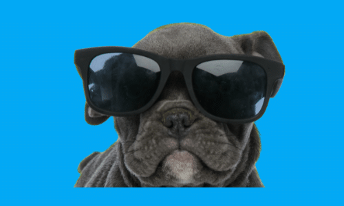 HELLOCARE VET CHIEN CONSEIL